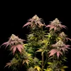 Glookies Auto