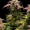 Glookies Auto