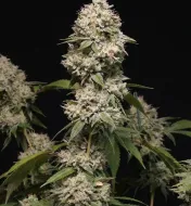Gorilla GG4 Regular