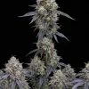 Grape Ape Auto