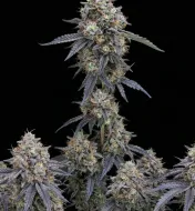 Grape Ape Auto