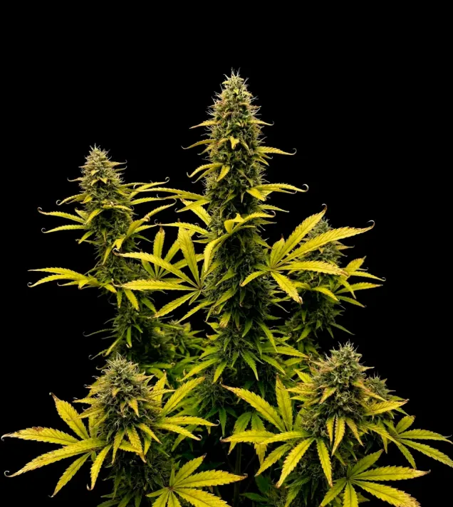 Grape Ape