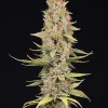 Jack Herer Fast