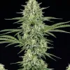 Jack Herer