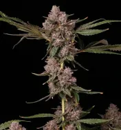Khalifa Kush