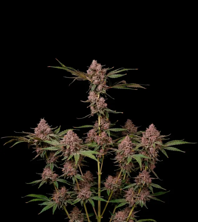 Khalifa Kush