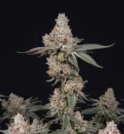 LA Confidential