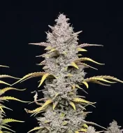 Lemon Haze Auto