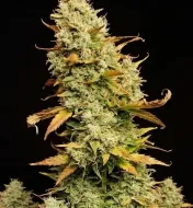 Lemon Skunk Auto