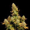 Lemon Skunk Auto