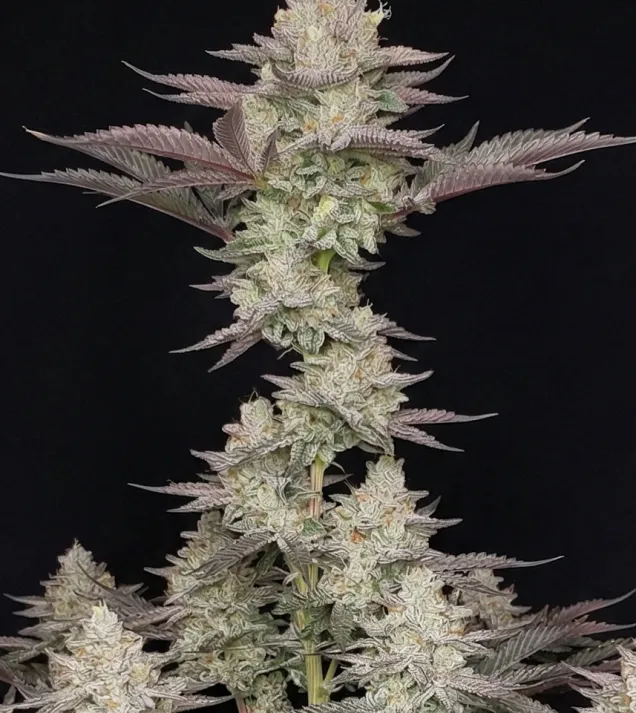 Lemon Skunk