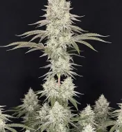 Lemon Tree