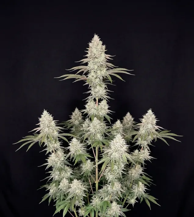 Lemon Tree