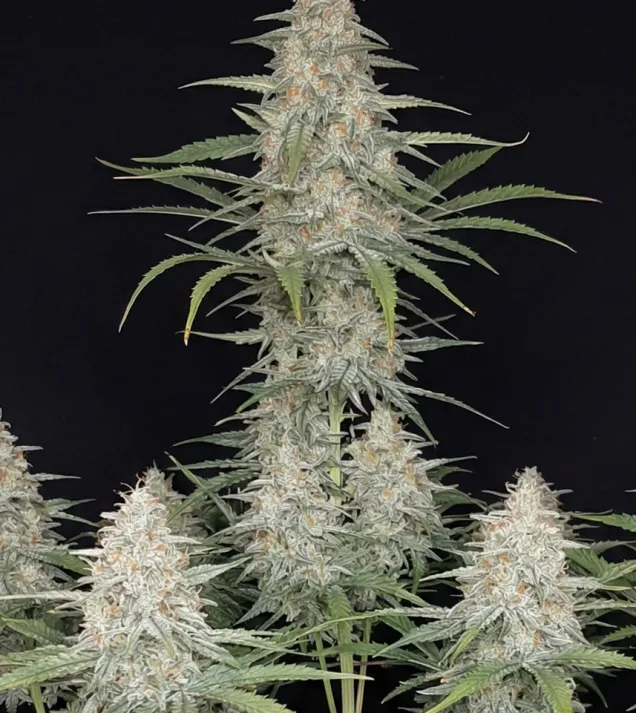 Orange Sherbet