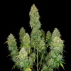 Pink Runtz Auto