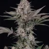 Purple Lemonade