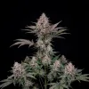 Purple Lemonade