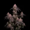 Purple Runtz