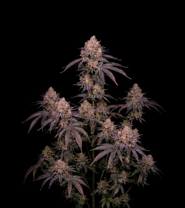 Purple Runtz