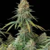 Skunk Fast