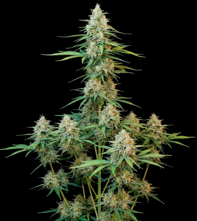 Sour Diesel Auto