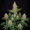 White Russian Fast
