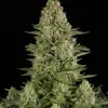 White Widow F1