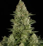 White Widow F1