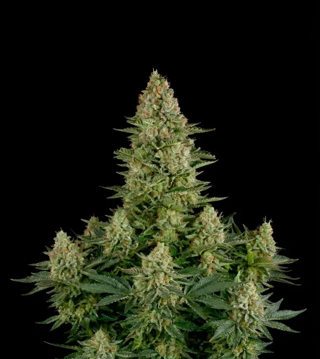 White Widow F1