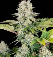 White Widow Fast
