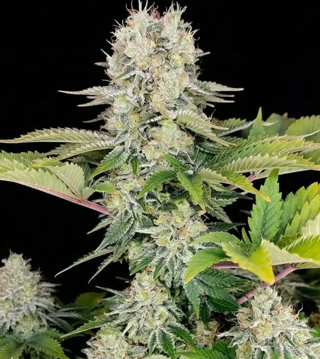 White Widow Fast