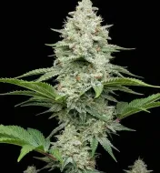 AK 47 F1
