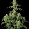 Amnesia F1