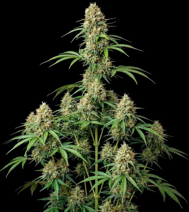 Amnesia F1