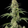 Amnesia F1