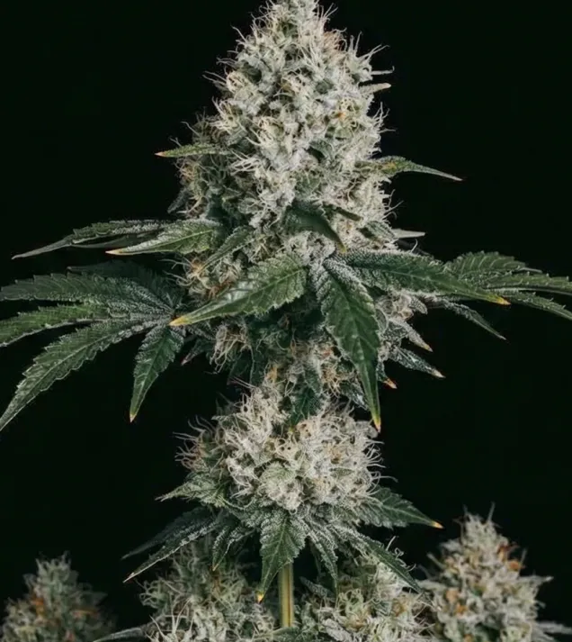 OG Kush F1