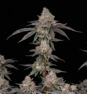 Lemon Cherry Gelato