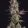 Gorilla Zkittlez Auto