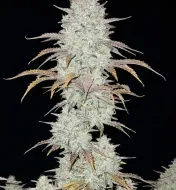 Future 1 Auto