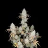 Future 1 Auto