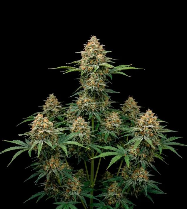Critical Bilbo Auto