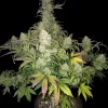 Apricot Gorilla Auto