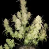 Apricot Gorilla Auto