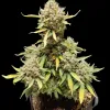 Apricot Gorilla Auto
