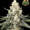 Afghan Auto