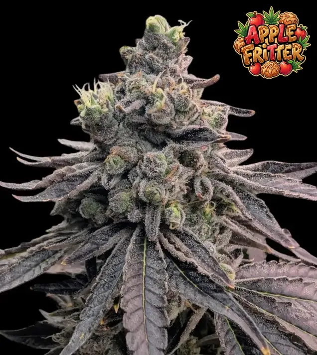 Apple Fritter