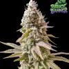 Bruce Banner