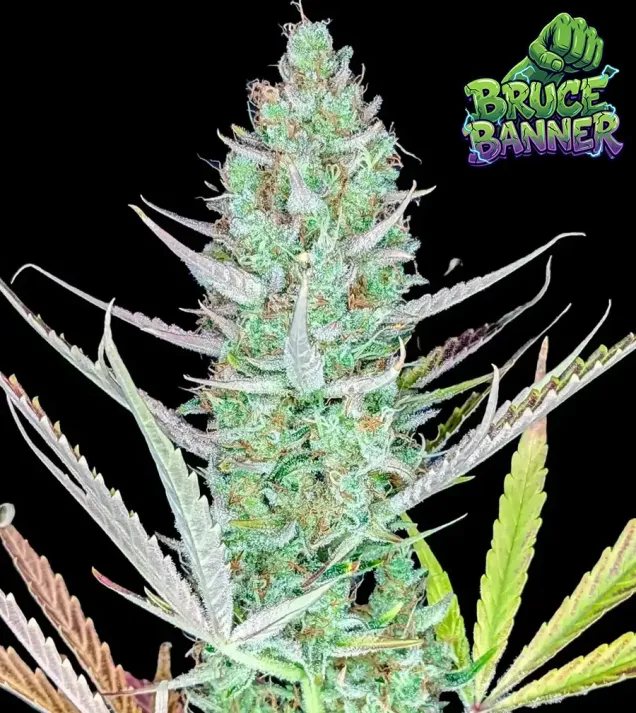 Bruce Banner Auto