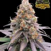Godfather OG Auto