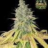 Gorilla Cookies